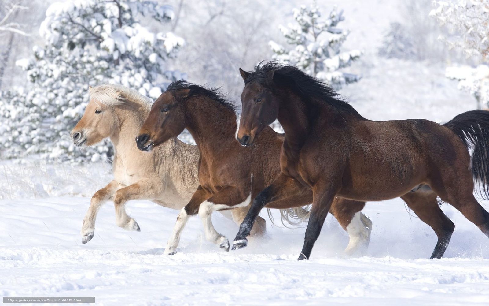 horses running in snow