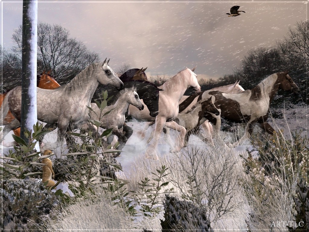 Horses Running in Snowstorm