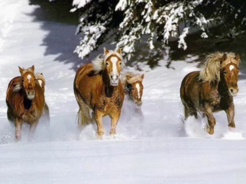 horses running in the snow
