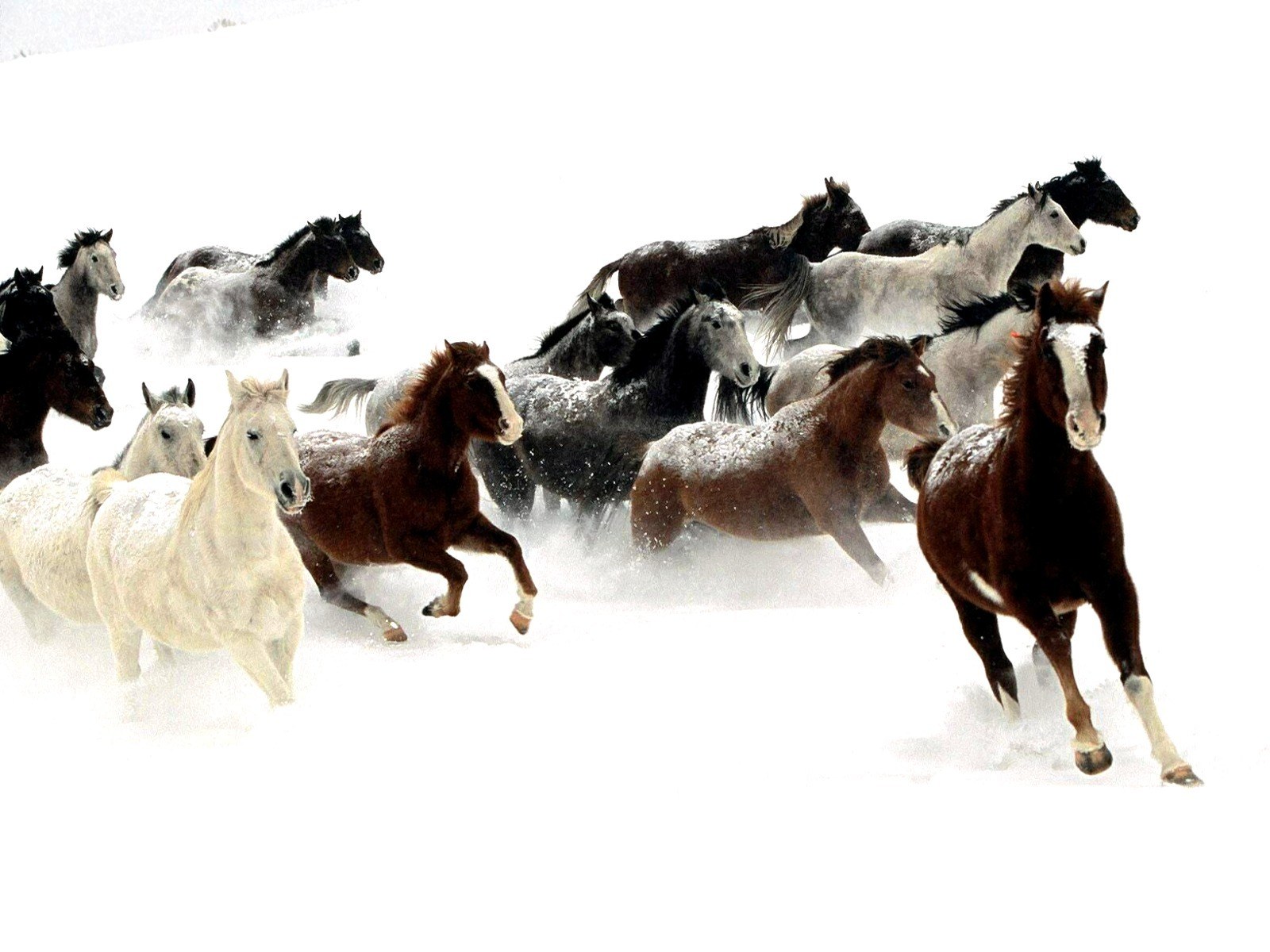 Horses running in the snow