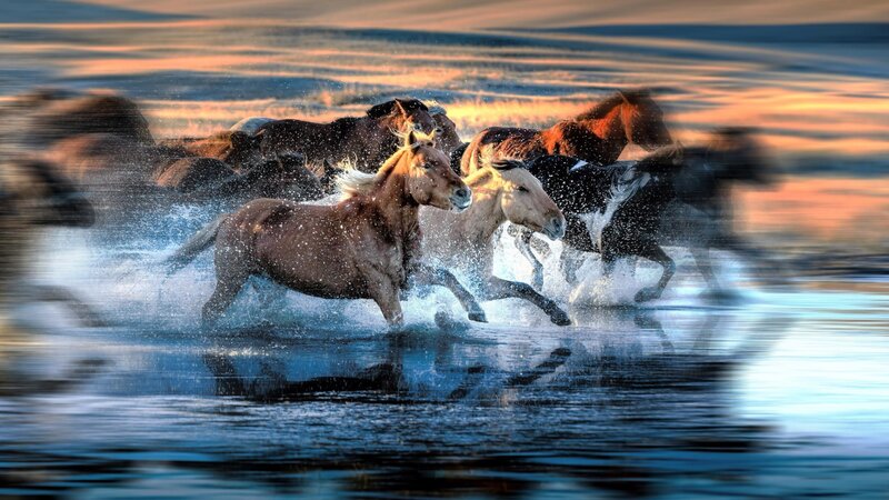 Horses Running in Water — Blue, Dynamic, Sunset, Photograph