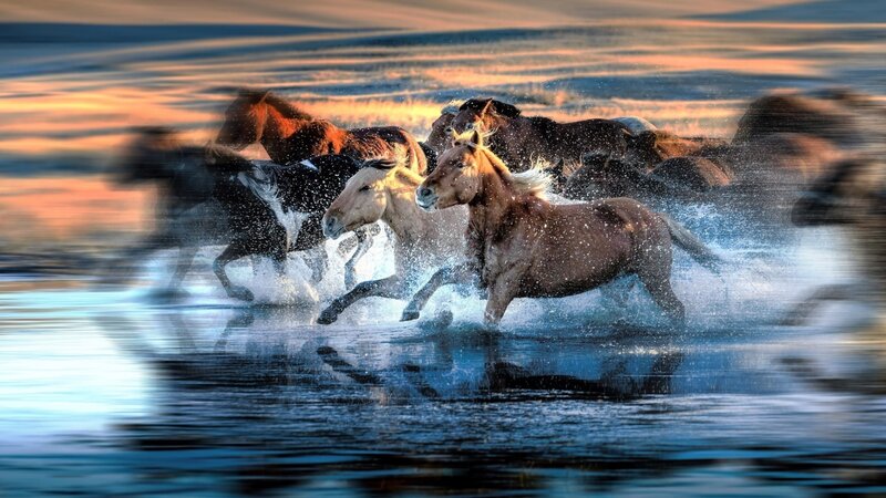 Horses Running in Water — Blue, Dynamic, Sunset