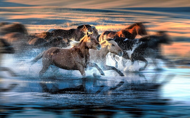 Horses Running in Water — Blue, Dynamic