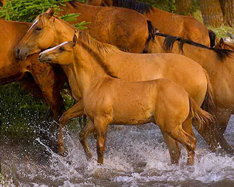 Horses Running in Water — Brown, Dynamic, Afternoon