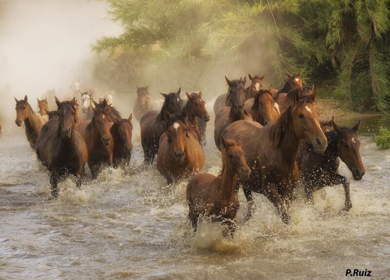 Horses Running in Water — Brown, Dynamic, Photograph