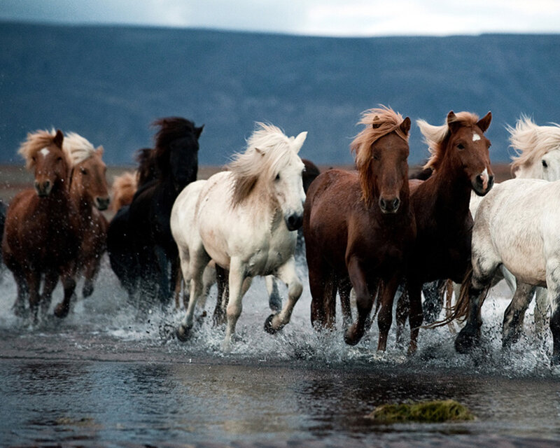 Horses Running in Water — Brown, Dynamic