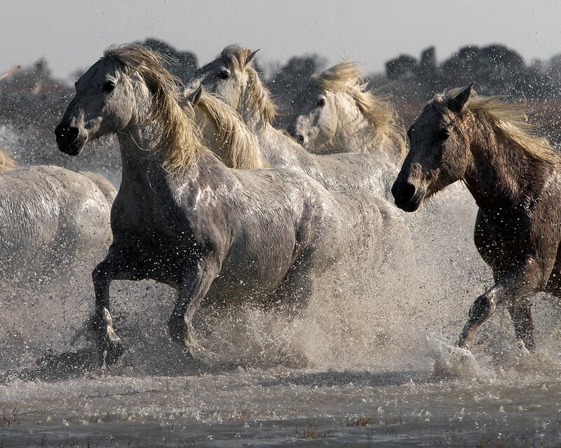 Horses Running in Water — Gray
