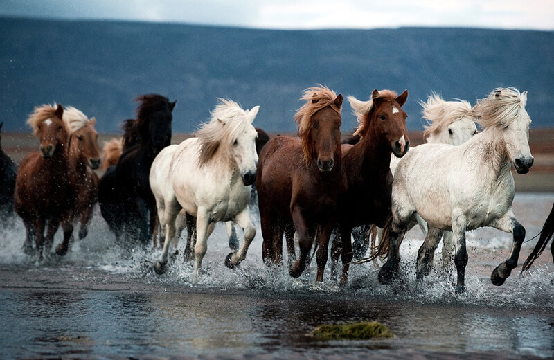 Horses Running in Water — White