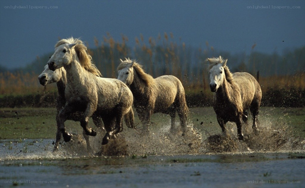 horses running in water