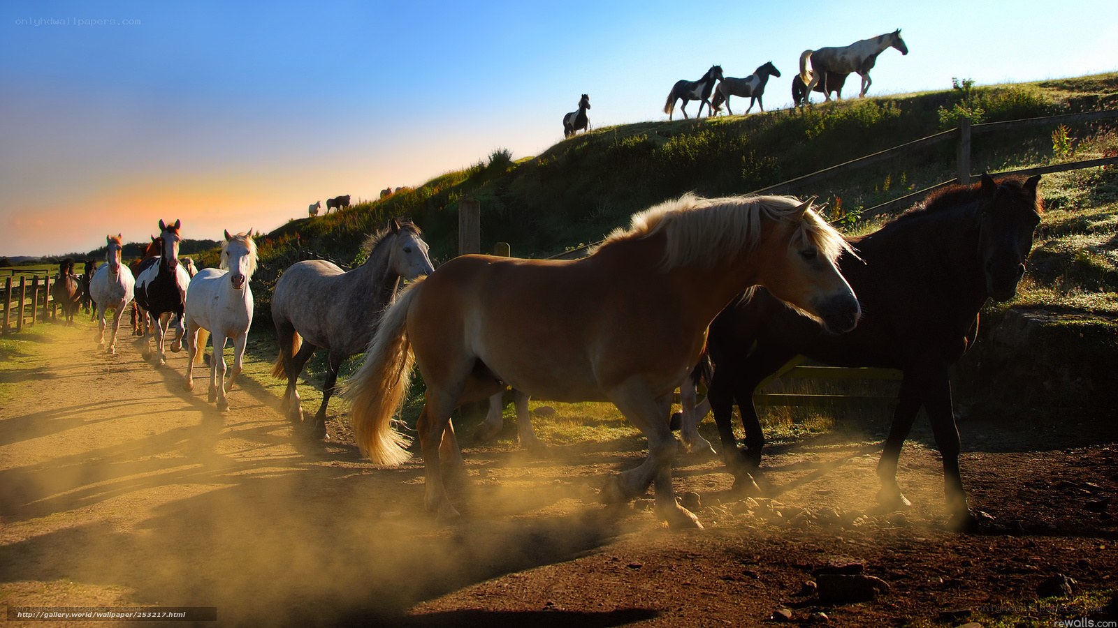 Horses running on a dirt path