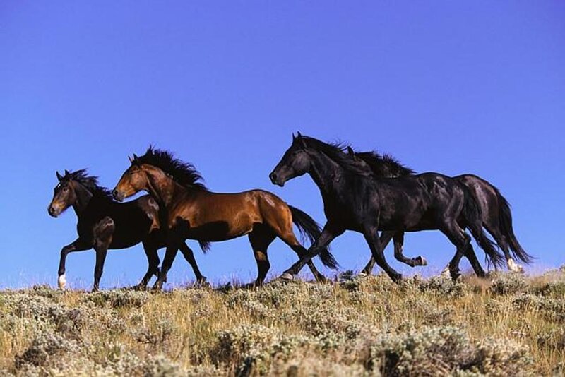 horses running on a hill