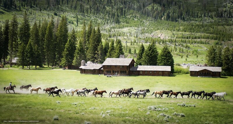Horses running on a ranch