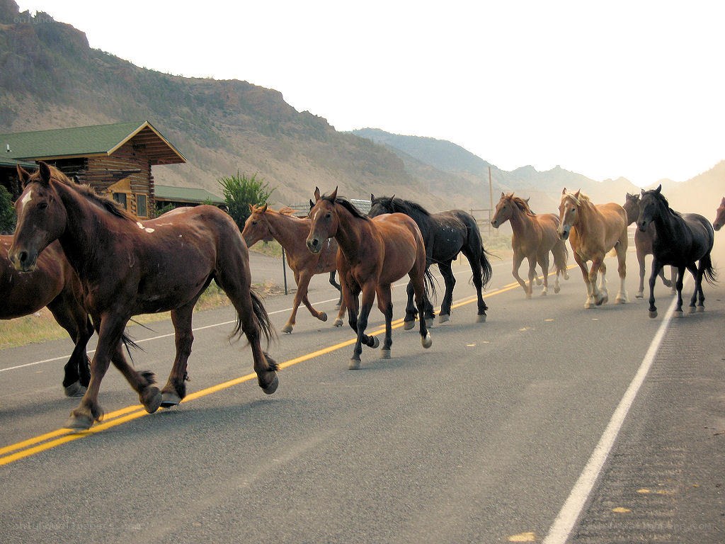 Horses running on a road