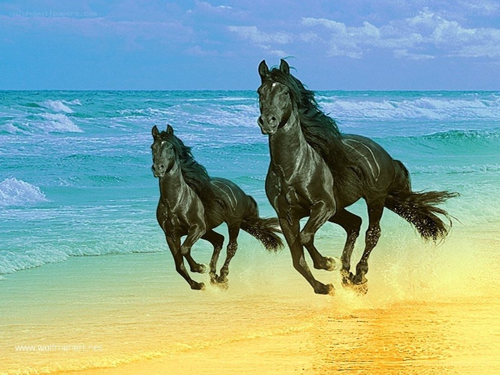 horses running on beach