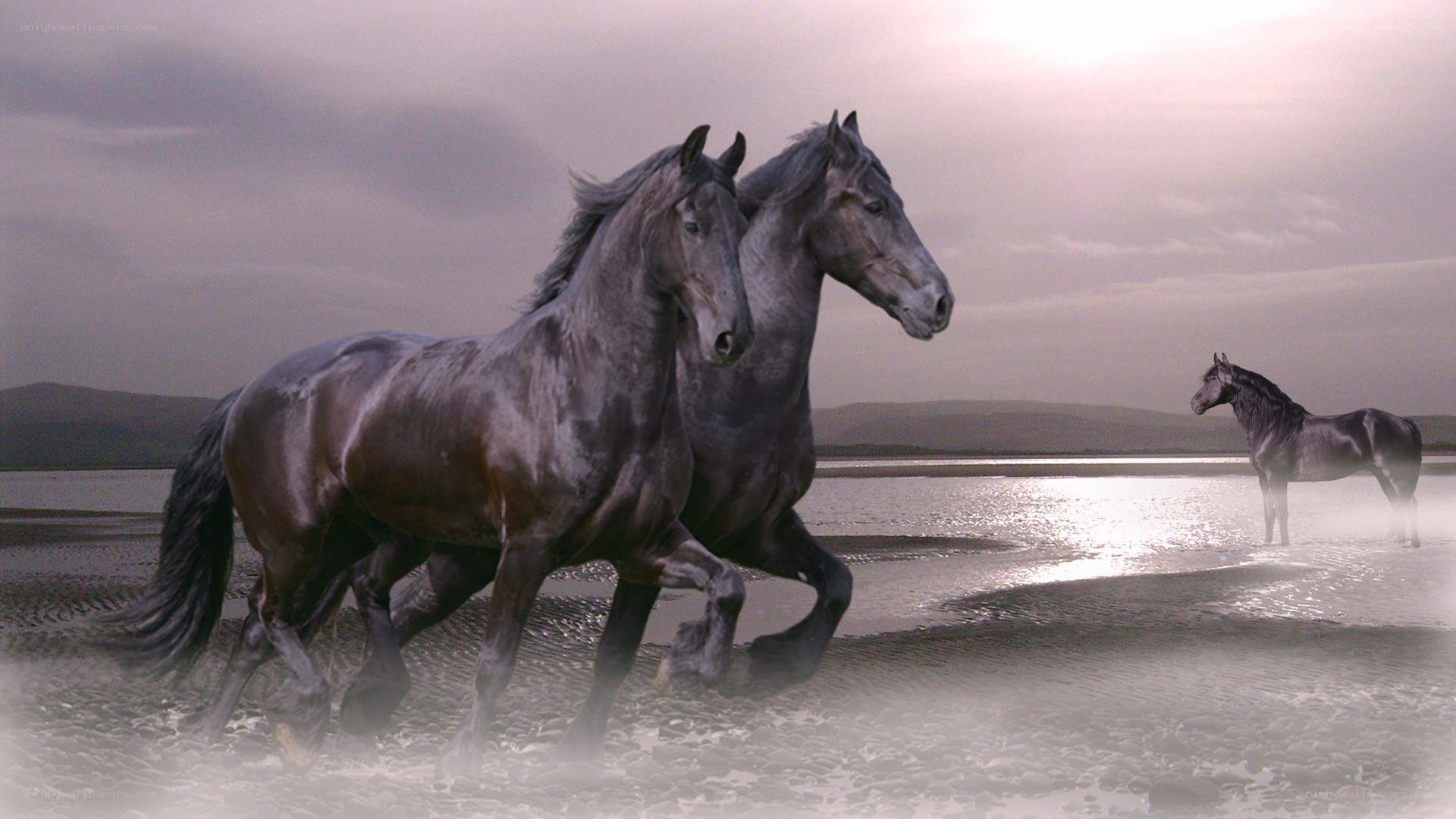 horses running on beach