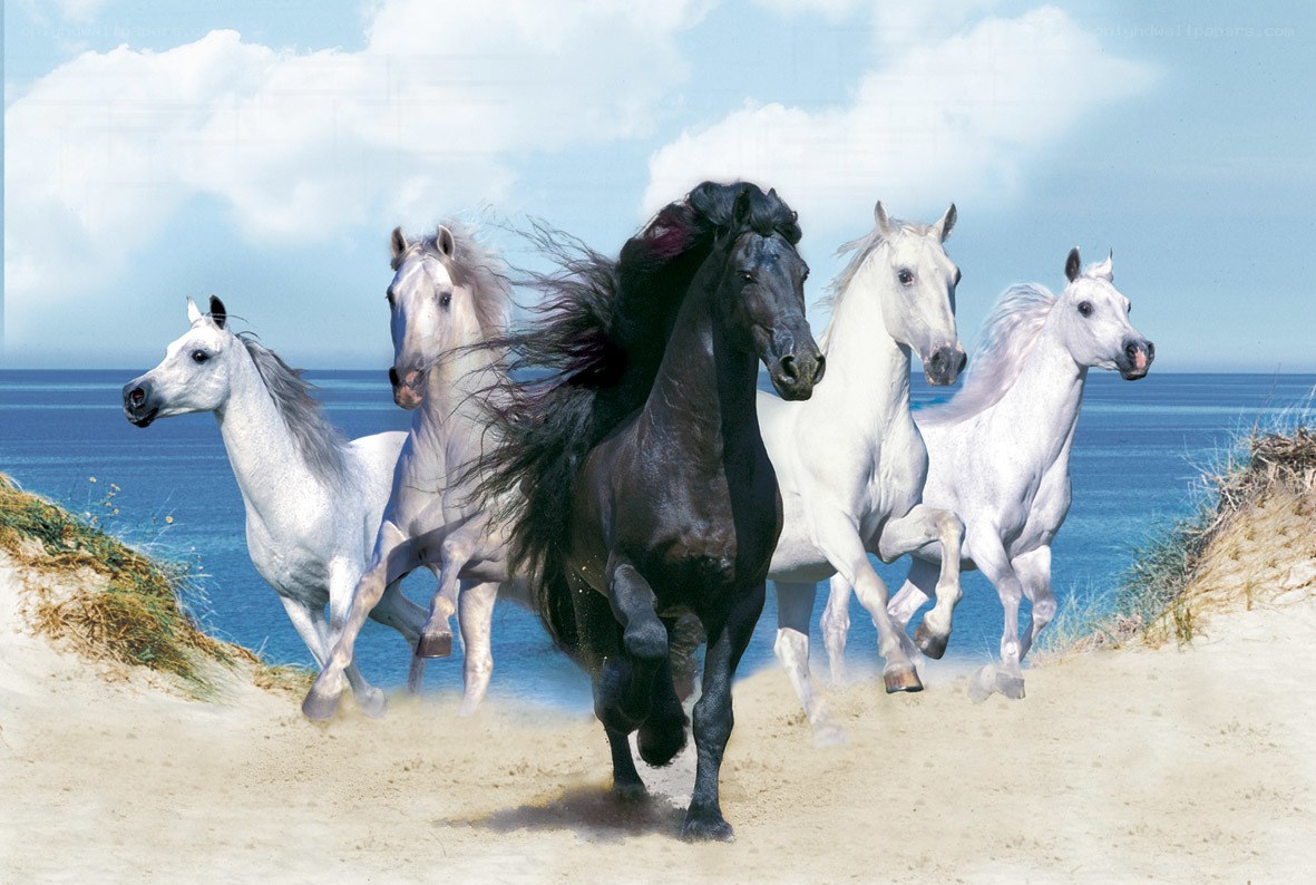 horses running on beach