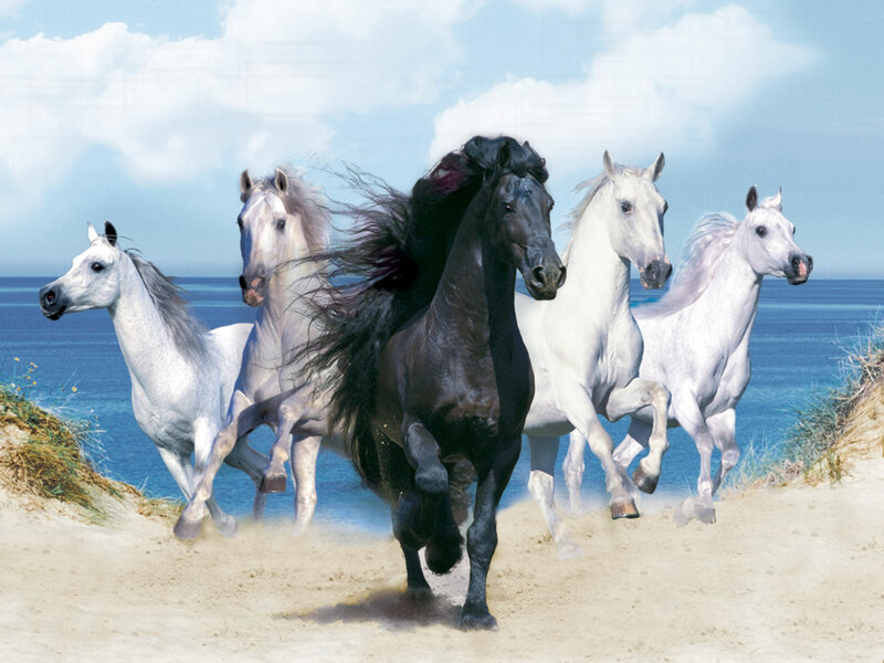 Horses Running on Beach — White, Dynamic