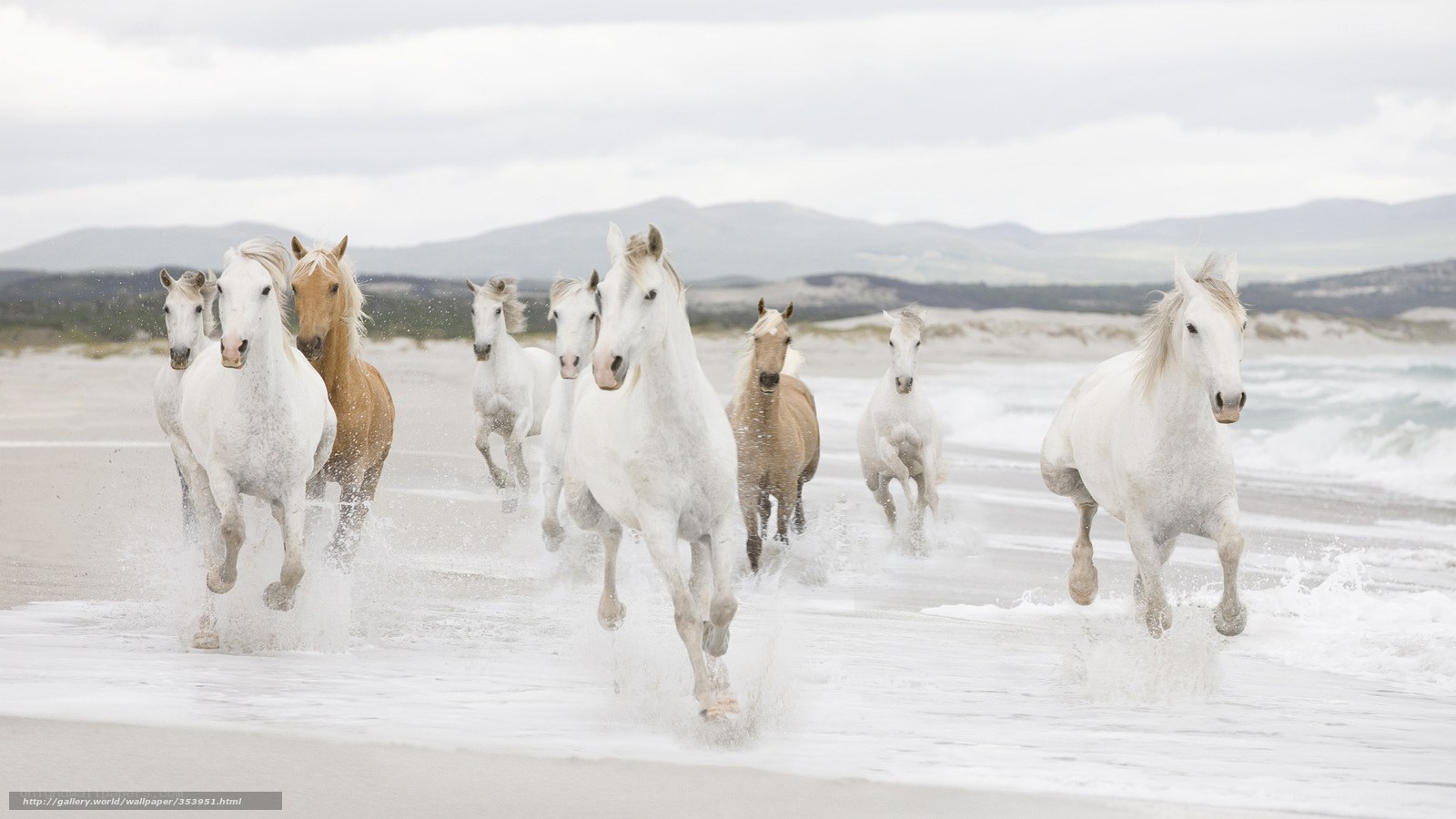 horses running on beach