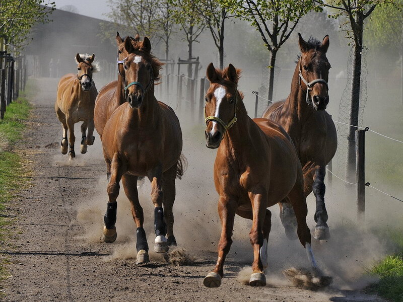 Horses Running on Dirt