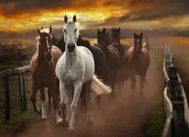 Horses Running on Path