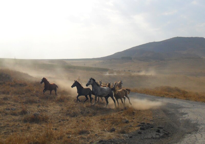 Horses Running on Road