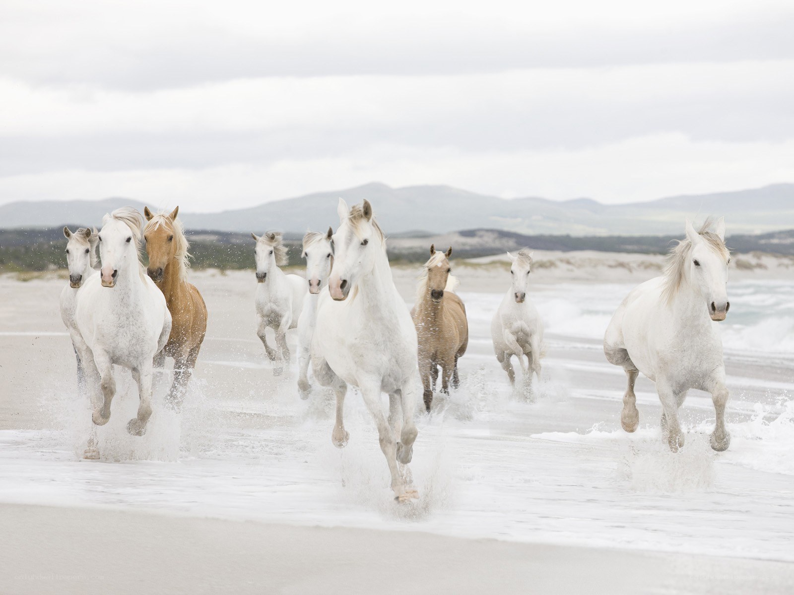 horses running on the beach