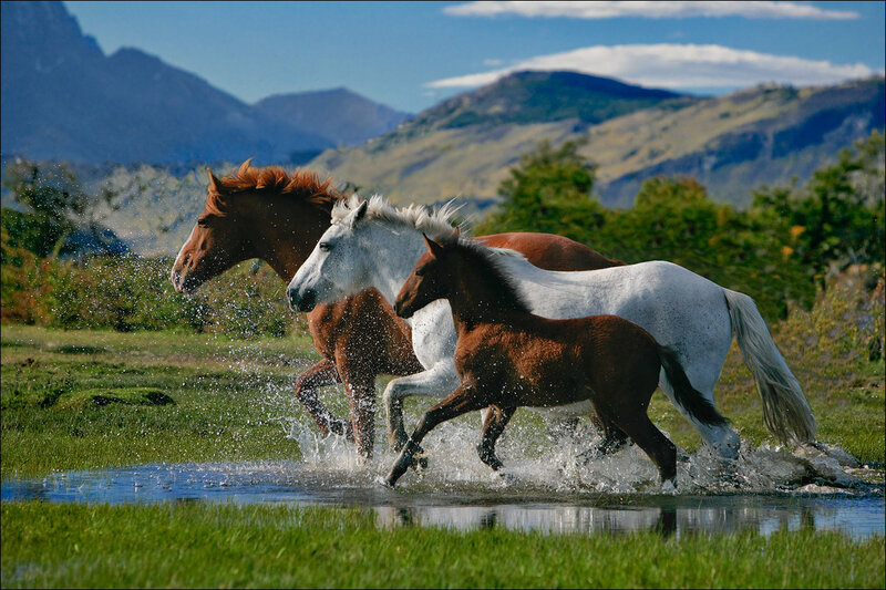 Horses running through water