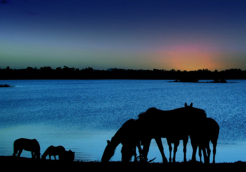 Horses Silhouetted at Lake