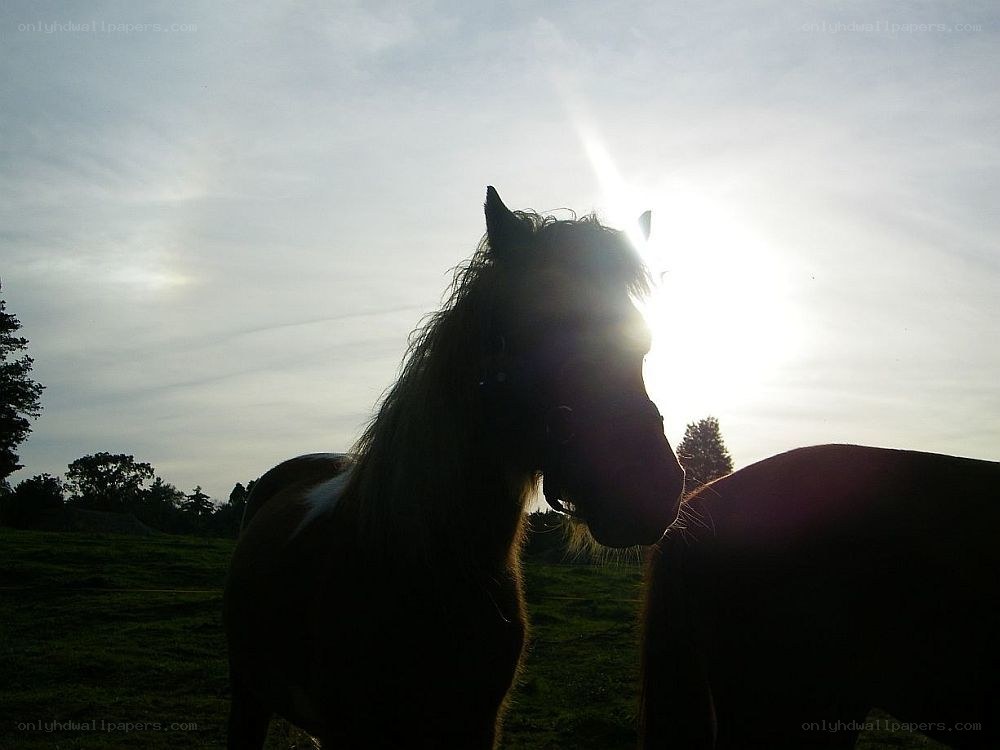 horses silhouetted at sunset