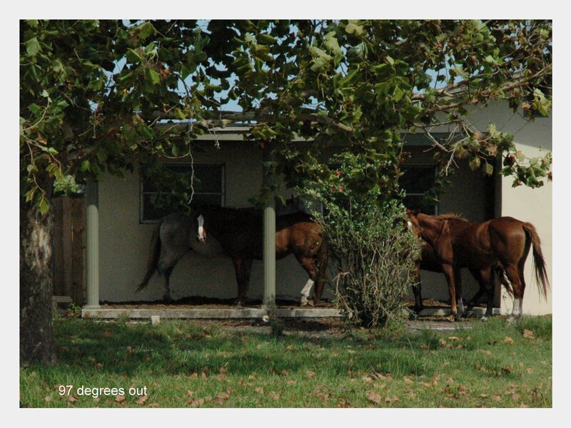 Horses under a Porch