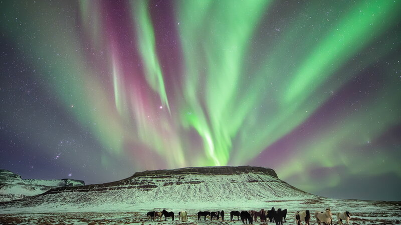 Horses under Aurora