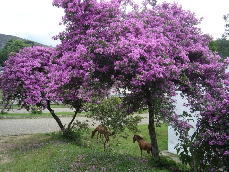 Horses under Flowering Trees