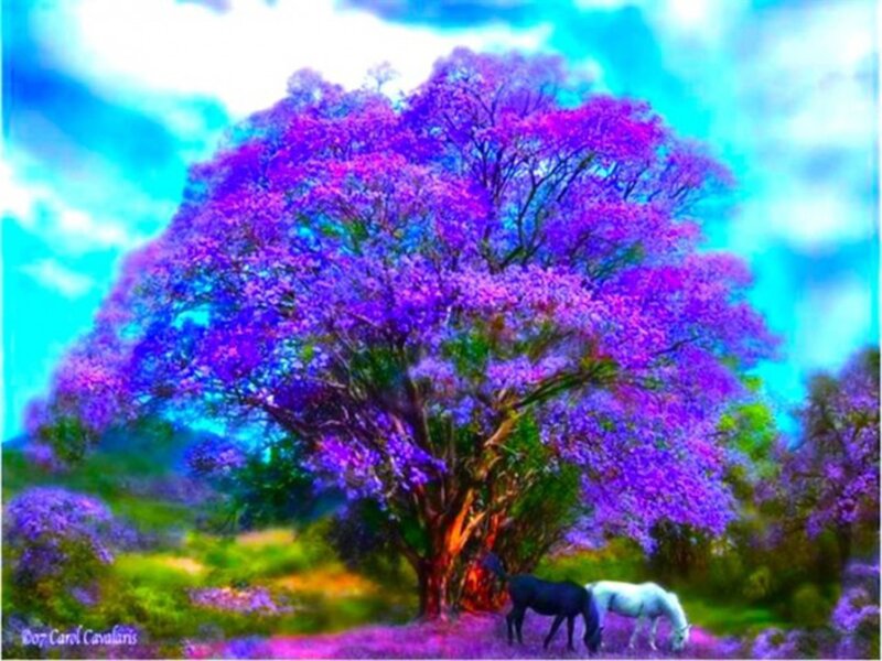 Horses under Purple Tree