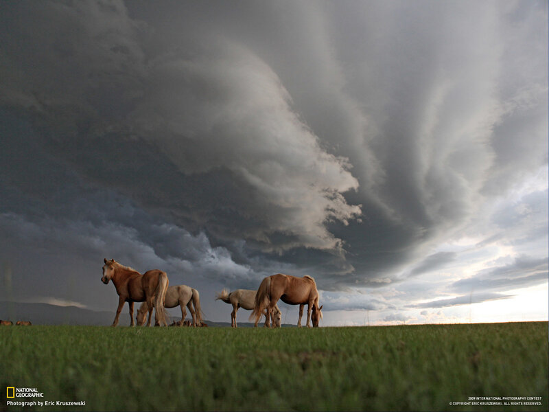 Horses under stormy sky