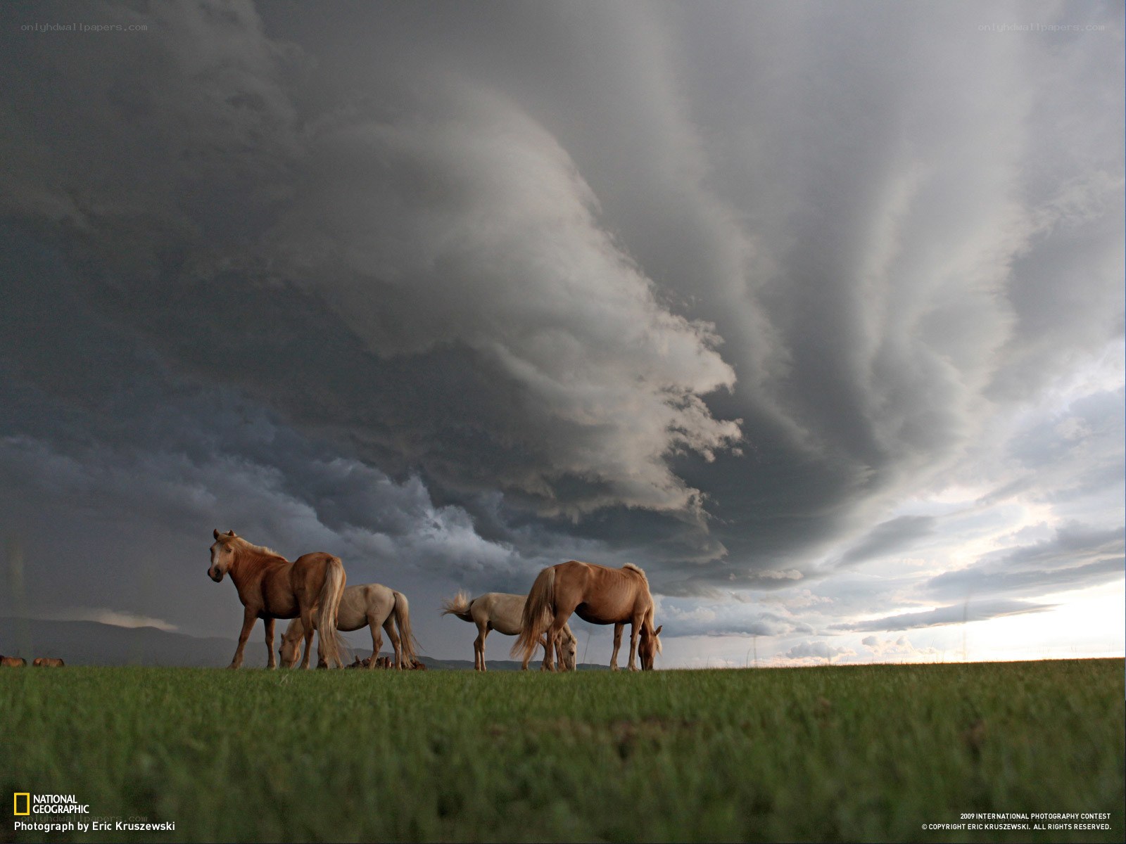 Horses under stormy sky