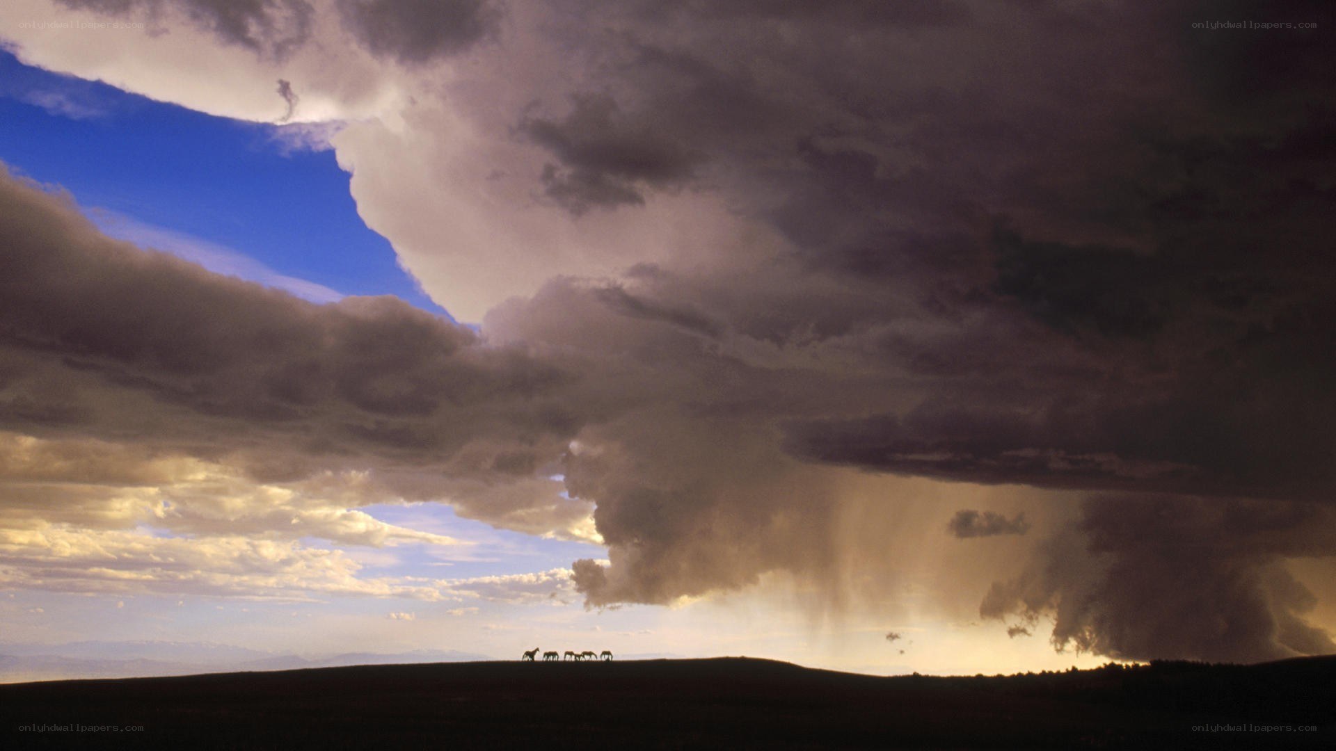 Horses under stormy sky
