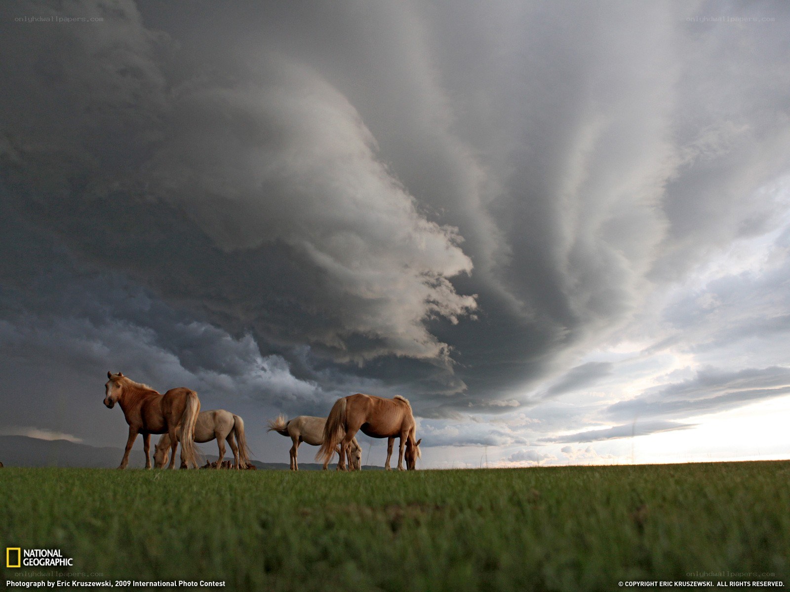 Horses under stormy sky
