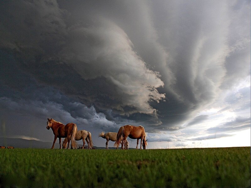 Horses under stormy sky