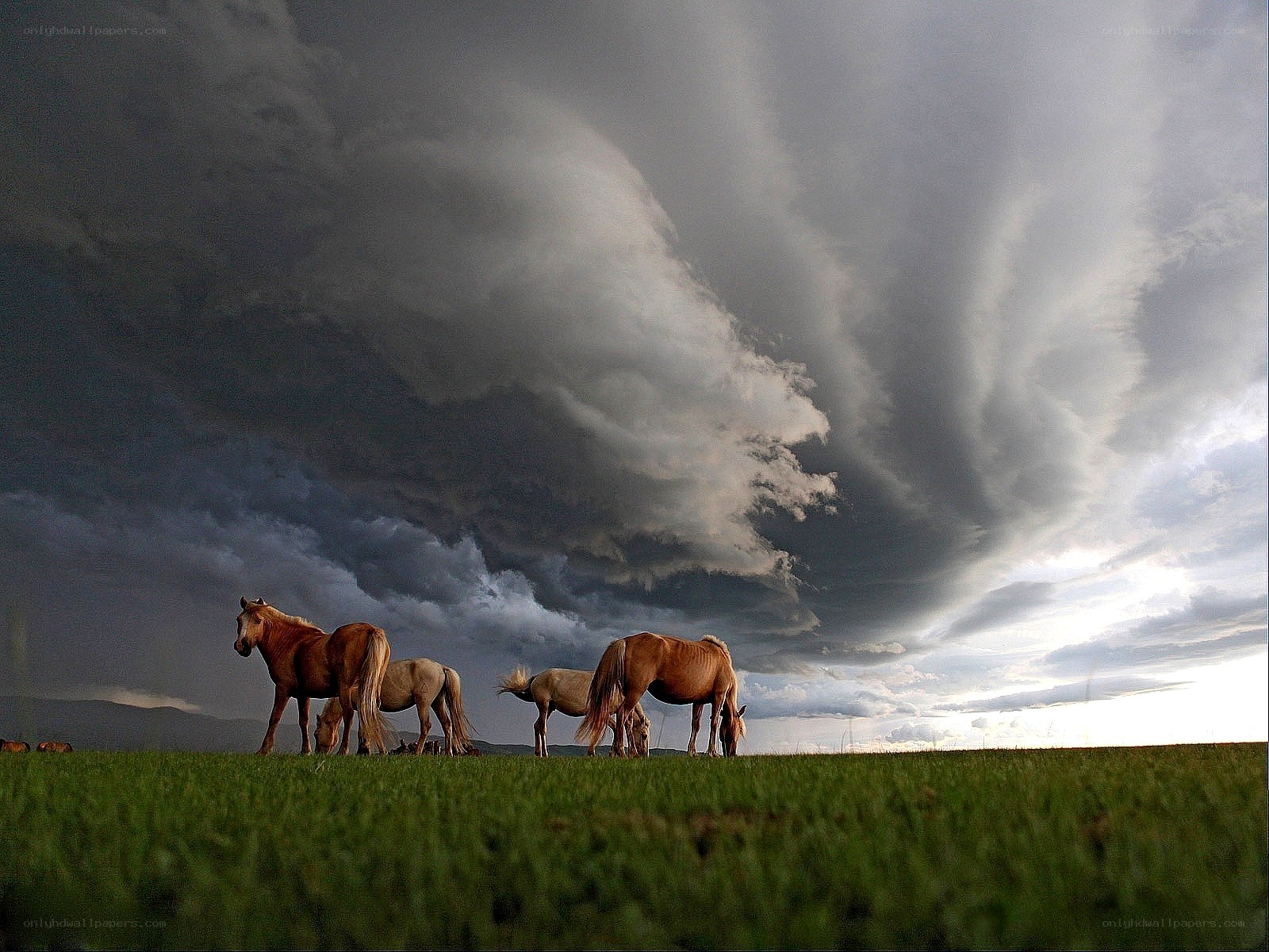 Horses under stormy sky