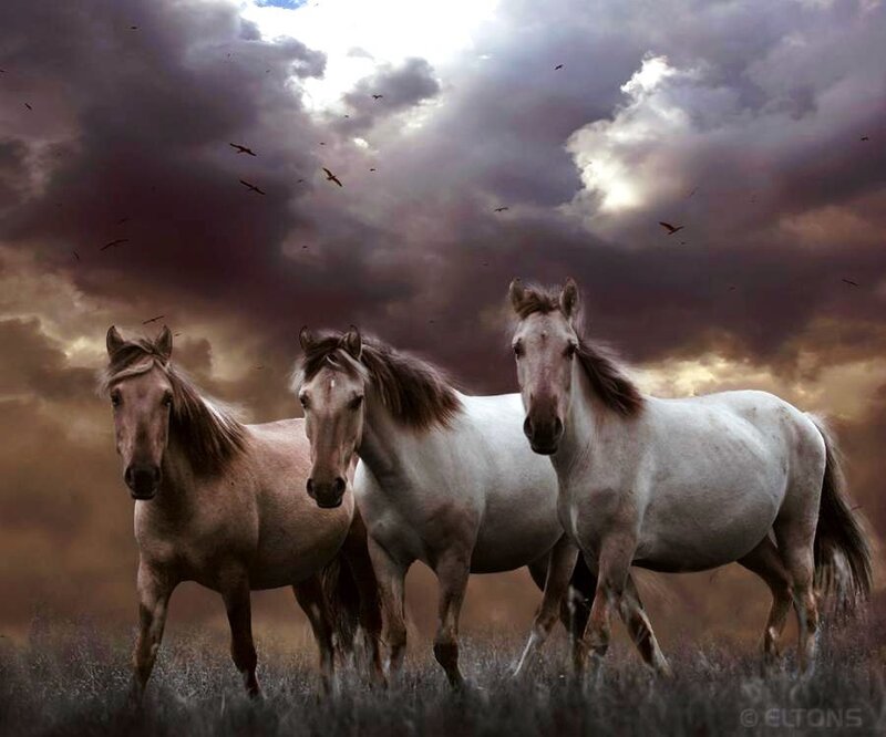 horses under stormy sky