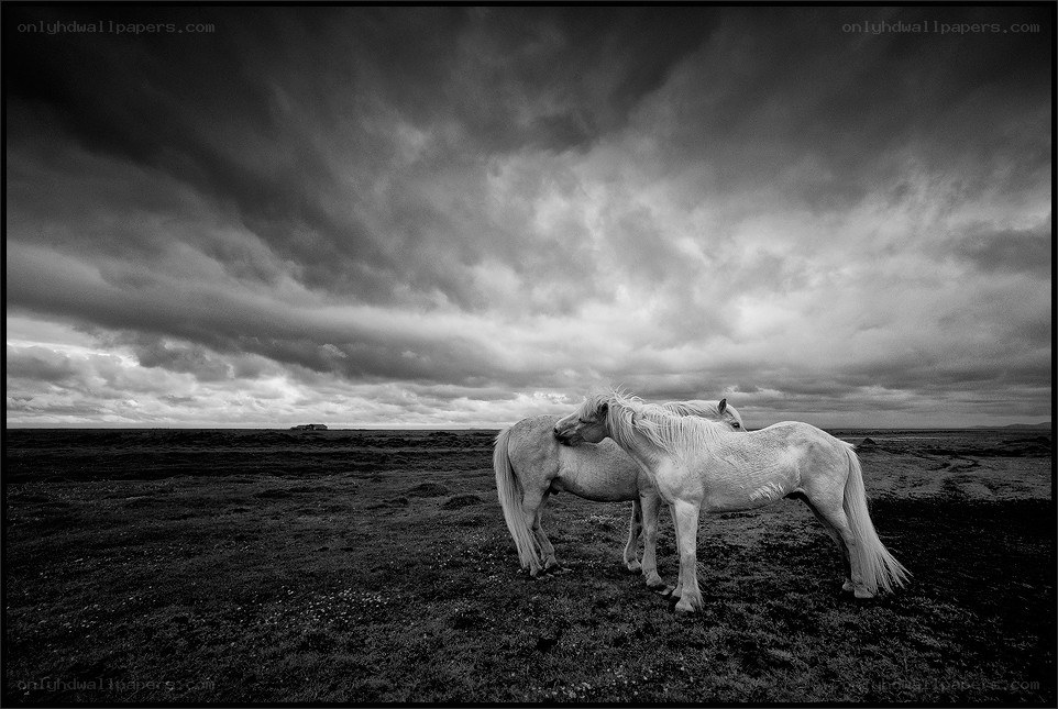 Horses under stormy sky