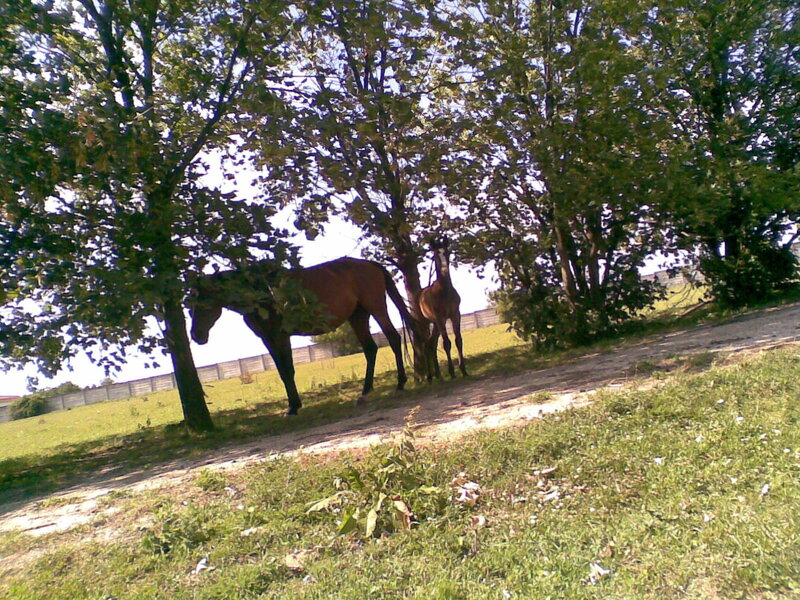 Horses under trees on a sunny day