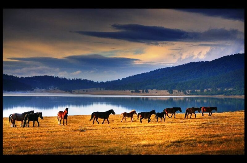 Horses Walking by Lake