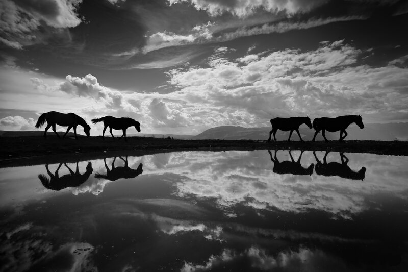 Horses Walking in Line