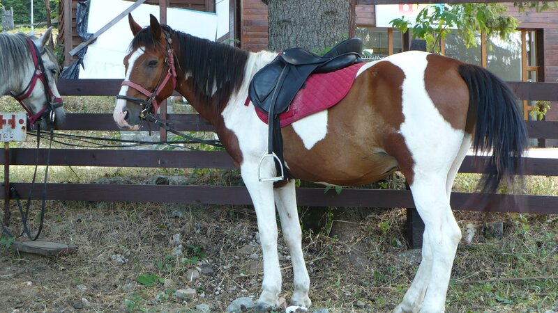 horses with saddles at stable