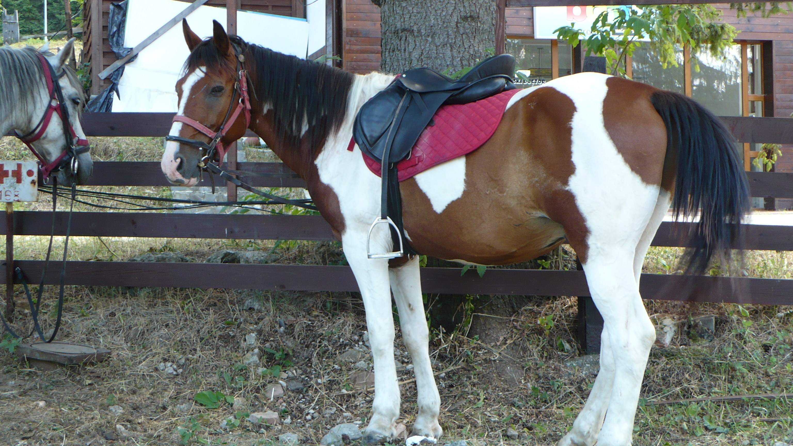 horses with saddles at stable