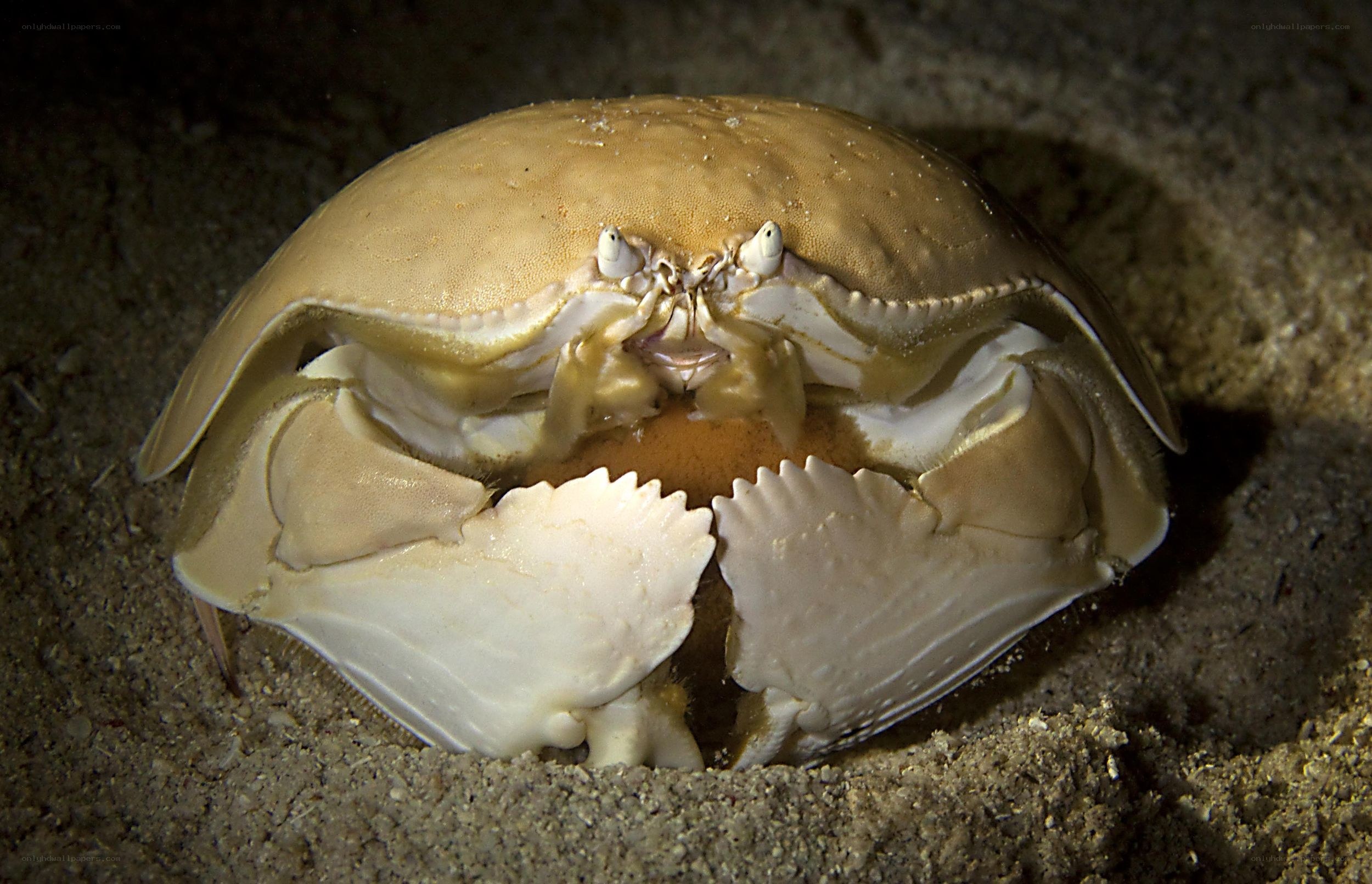 Horseshoe crab on sandy seabed