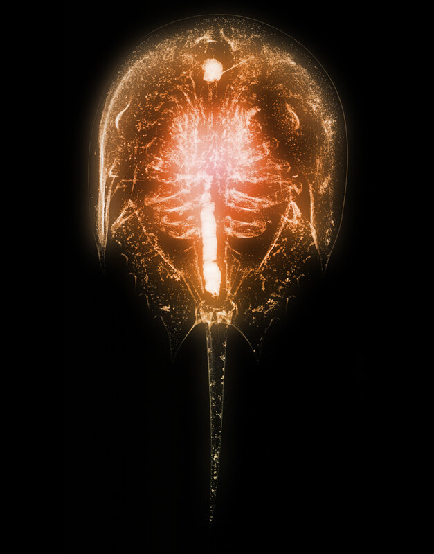 Horseshoe crab x-ray