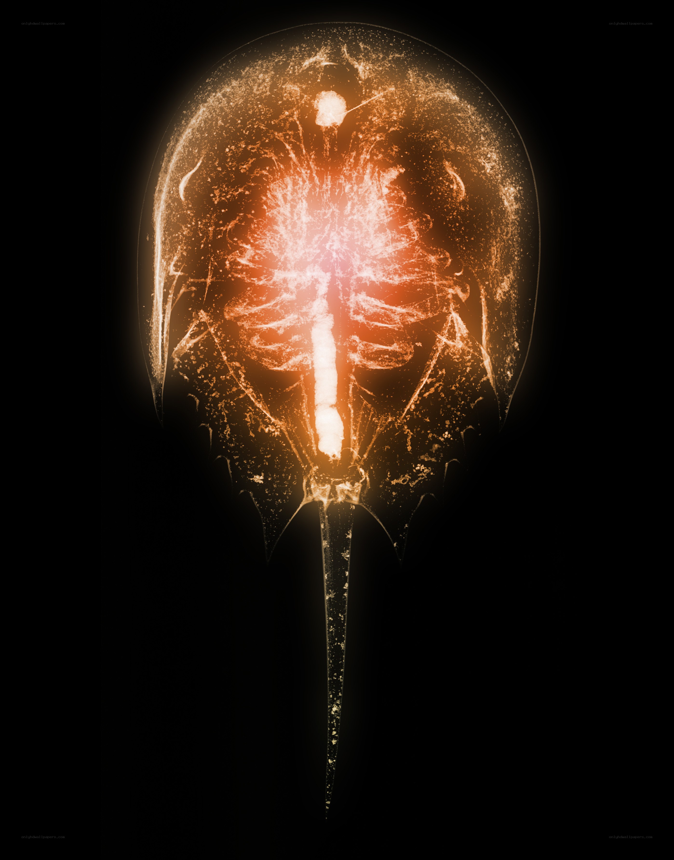 Horseshoe crab x-ray