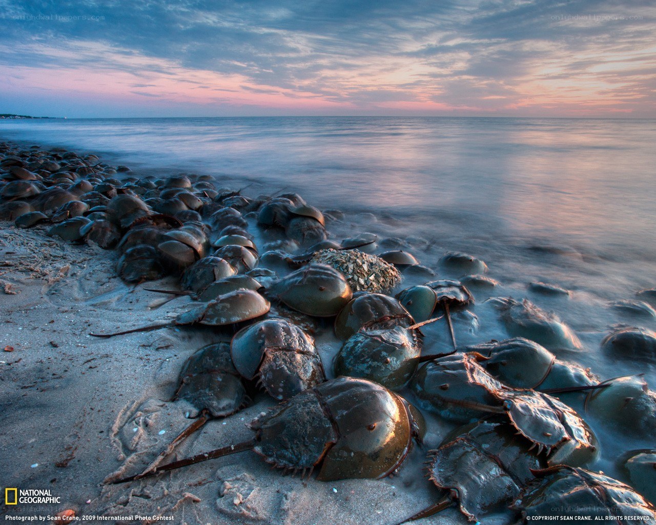 Horseshoe crabs on the beach